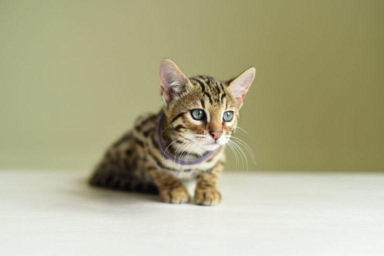 When Can Kittens Leave Their Mom? Vet-Verified Facts & FAQ