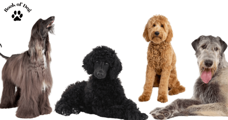 15 Big Dogs That Don’t Shed – Breeds with Minimal Shedding
