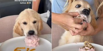 Video: Golden Retriever Puppy Practically Inhales Sweet Treat