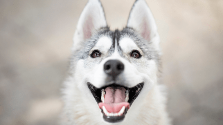 How Many Teeth Do Dogs Have?