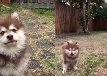 Video: Puppy’s Play Time in the Yard Ends In a Cute & Funny Way