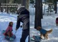Video: Golden Retrievers’ First Time Sledding Turned Into a Different Game