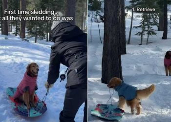 Video: Golden Retrievers’ First Time Sledding Turned Into a Different Game