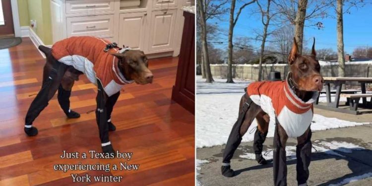 Texas Dog Braves New York Winter in Adorable Video