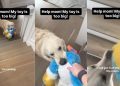 Video: Golden Retriever Needs a Hand To Bring His Big Toy Upstairs
