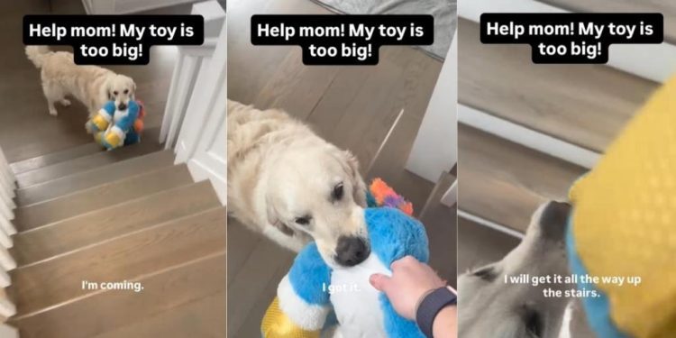Video: Golden Retriever Needs a Hand To Bring His Big Toy Upstairs