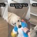 Video: Golden Retriever Needs a Hand To Bring His Big Toy Upstairs