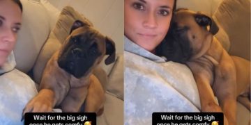 Dog Makes Owner Smile With This Unexpected Gesture