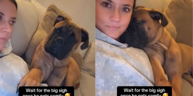 Dog Makes Owner Smile With This Unexpected Gesture