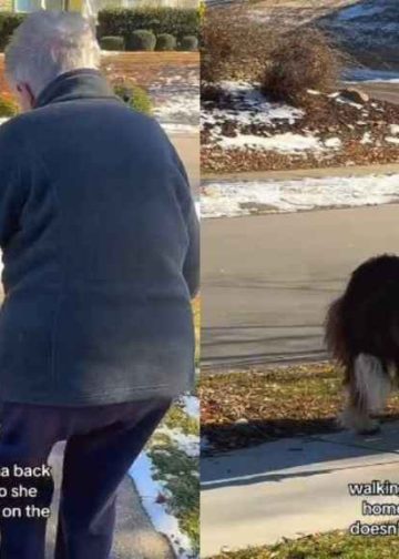 Video: Big Dog Helps Grandma Walk Safely on Ice