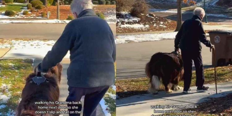 Video: Big Dog Helps Grandma Walk Safely on Ice