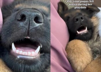 Video of Puppy Falling Asleep During Play Date Is Too Adorable To Miss