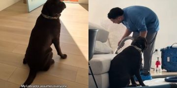 Video: Labrador Thinks the Cleaning Crew Is There for Him