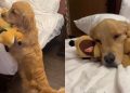 Video: Golden Retriever’s Hotel Routine Must Include ‘Uppies’