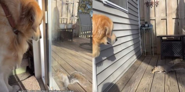 Video: Golden Retriever Makes Friends With Squirrels