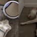 Video Documents Pit Bull’s Reaction With & Without Robot Vacuum