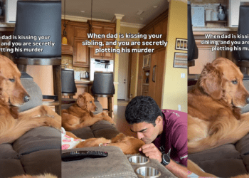 Video: Golden Retriever’s ‘Jealousy Has No Bounds’ When Sibling Gets Attention
