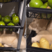 Golden Retriever Puppy Makes This Kitchen Storage Unit His Bed