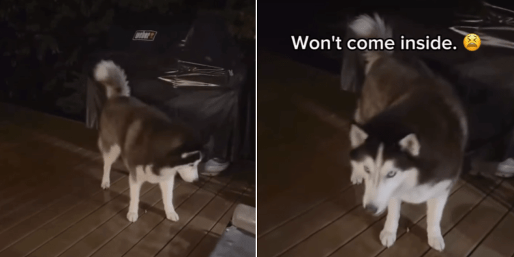 Husky Is Out in the Rain With Owner at Almost 4 AM for a Reason