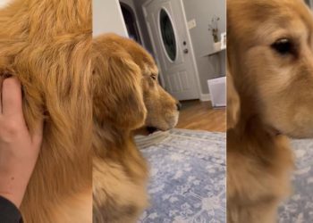 Golden Retriever Falls Asleep Sitting Upright as Mom Massages His Back