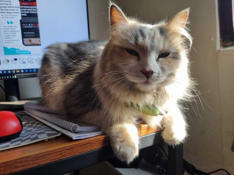 My Cat Thinks I’m Weird: Ivy’s Take on Human Habits