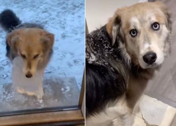 Video: Dog Casually Carries a Chunk of Ice Inside the House