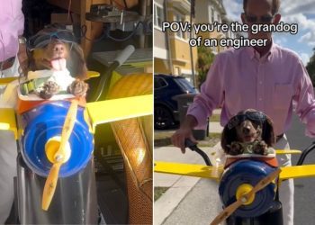 Video: Grandpa Makes a Tiny Airplane Bike Seat for His Dog, and It’s Pure Joy