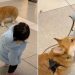 Video of Corgi Being Walked by Tiny Human Will Make Your Day
