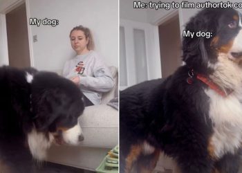 Video: Dog Interrupts Owner’s Filming With a Majestic Pose