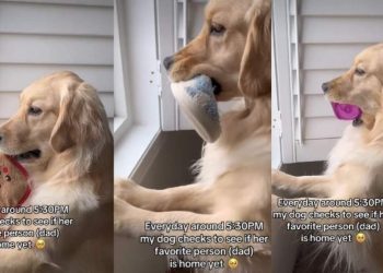Golden Retriever Does Cute Ritual To Wait for ‘Favorite Person’