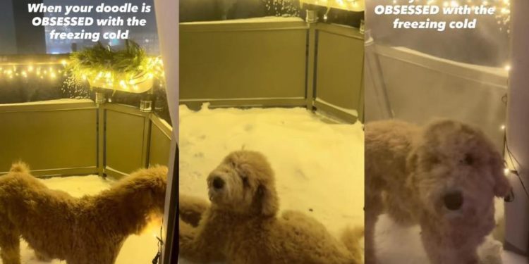 Video: Nothing Can Stop This Dog’s Obsession With the Freezing Cold