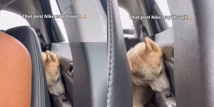 Dog’s Post-Hike Nap Makes for an Adorable Video