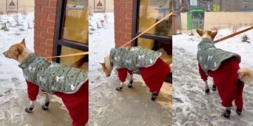 Aloka the Peace Dog Is a Tad Confused About Snow in Adorable Video