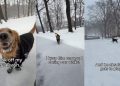 Video Shows What Golden Retriever Does While Walking Without His Leash