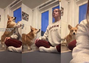 Video Shows the Real Challenge of Doing Yoga With a Dog Around
