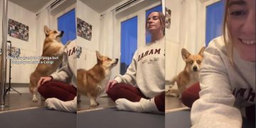 Video Shows the Real Challenge of Doing Yoga With a Dog Around