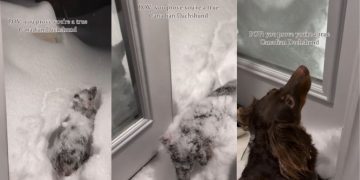 Video: Dog Proves She’s a ‘True Canadian Dachshund’