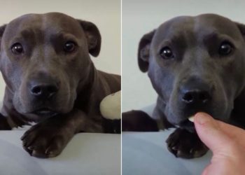 Dog Is Gentle With Yoghurt Drops in Adorable Video