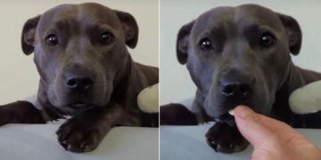 Dog Is Gentle With Yoghurt Drops in Adorable Video