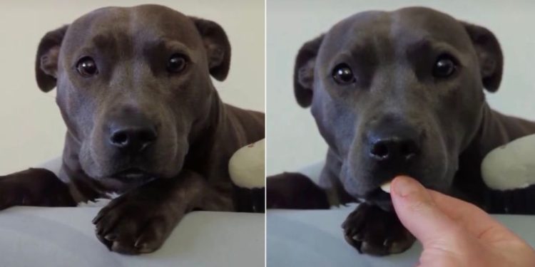 Dog Is Gentle With Yoghurt Drops in Adorable Video