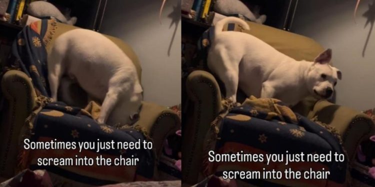 Video of Dog ‘Screaming’ Into the Chair Goes Viral