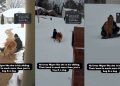 Video Shows Golden Retriever Bonding With Neighborhood Kids While Sledding