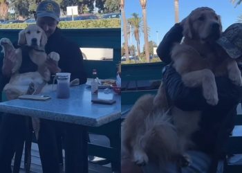Video: Golden Retrievers Get Endless Cuddles From Total Strangers