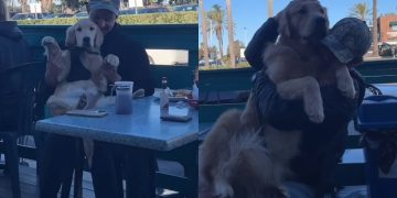 Video: Golden Retrievers Get Endless Cuddles From Total Strangers
