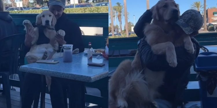 Video: Golden Retrievers Get Endless Cuddles From Total Strangers