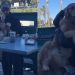 Video: Golden Retrievers Get Endless Cuddles From Total Strangers