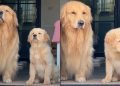 Video: Golden Retriever Siblings Go Viral for How Synchronized They Are