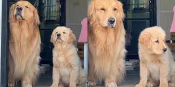 Video: Golden Retriever Siblings Go Viral for How Synchronized They Are