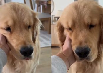 Video: Golden Retriever Is ‘Mushiest Baby’ After Nap