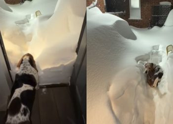 This Dog Walking Through a Pile of Snow Will Brighten Your Feed